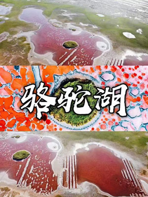 骆驼湖营地